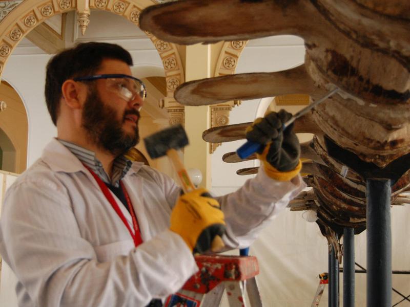 Desmontaje de vértebras Desmontaje de vértebras