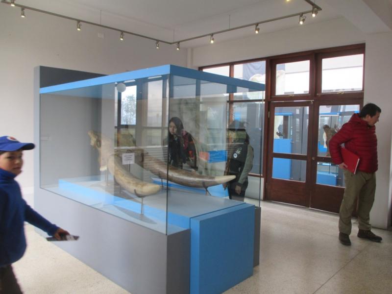 Inauguración Itinerancia Gonfoterios - Puerto Montt 2015