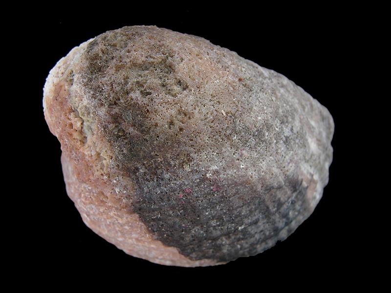 Concholepas concholepas