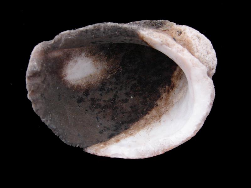 Concholepas concholepas (vista posterior)