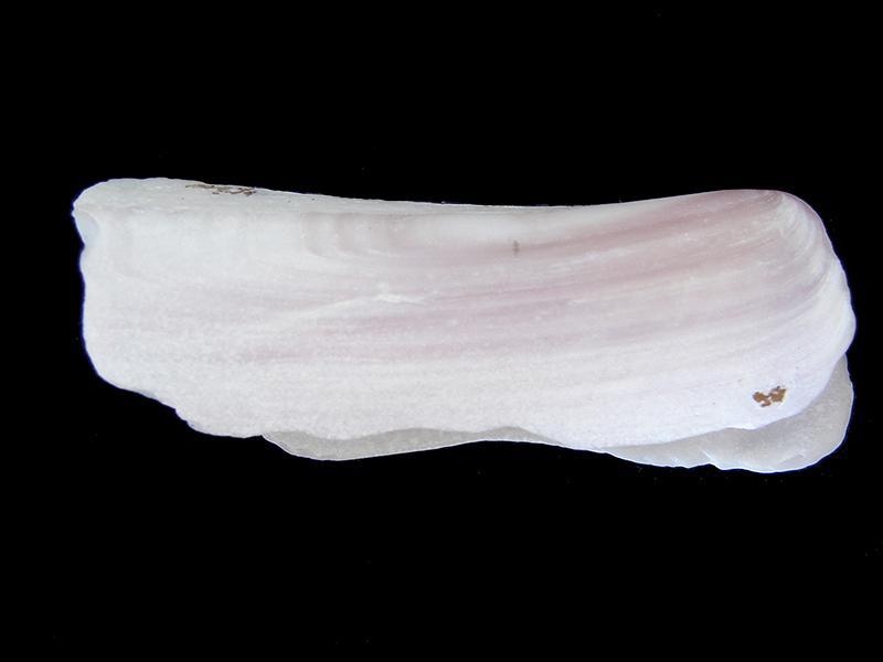 Tagelus (Taelus) dombeii