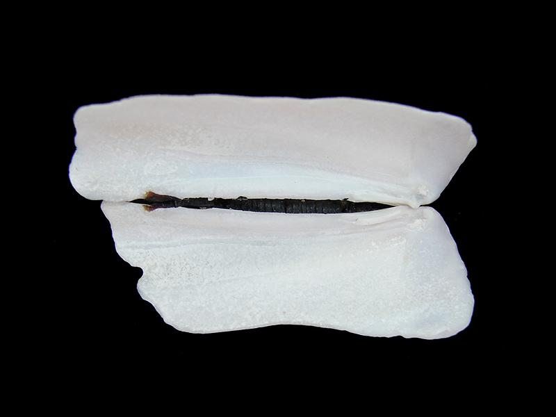 Tagelus (Taelus) dombeii (vista superior