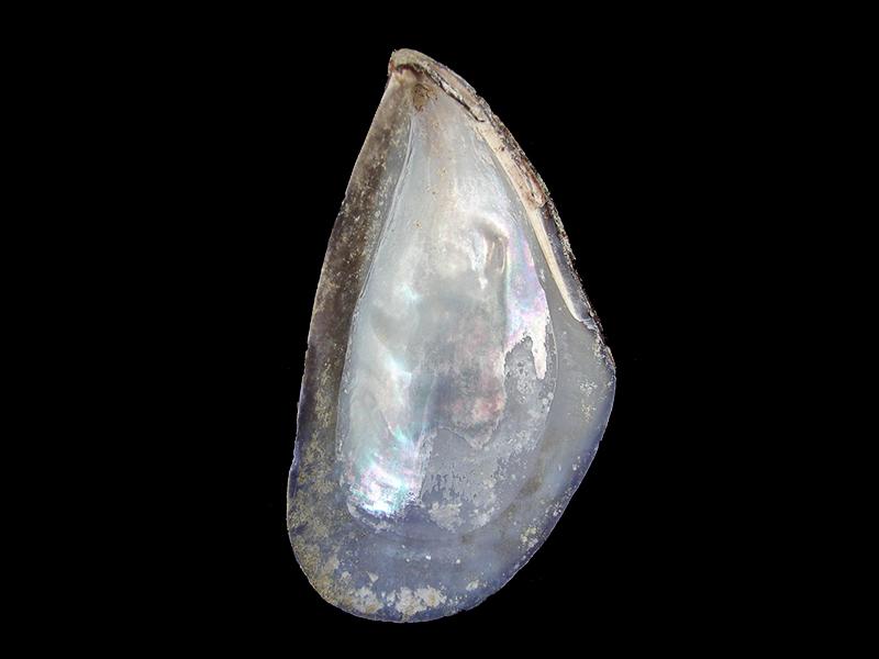 Choromytilus chorus (vista posterior)