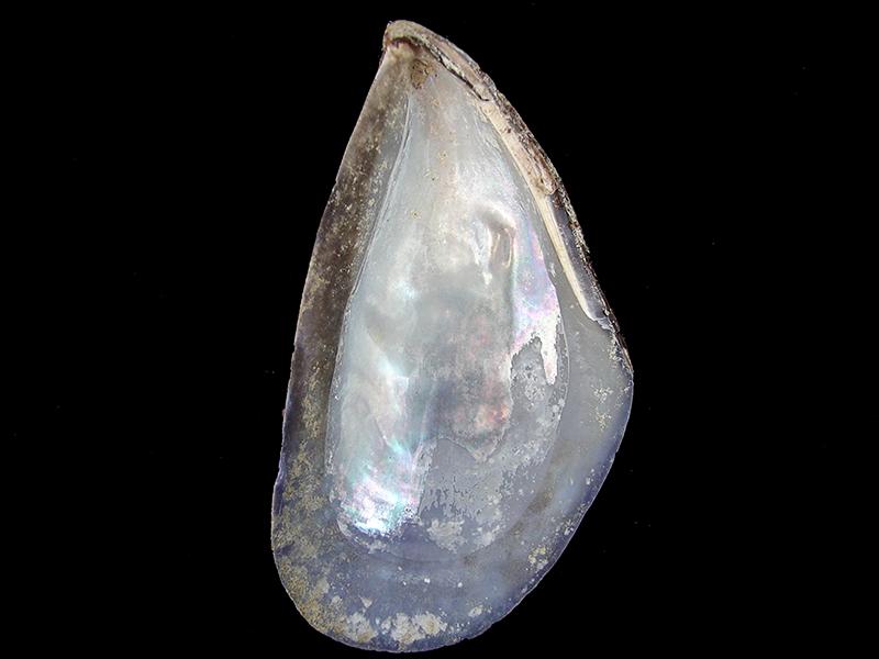 Choromytilus chorus (detalle)