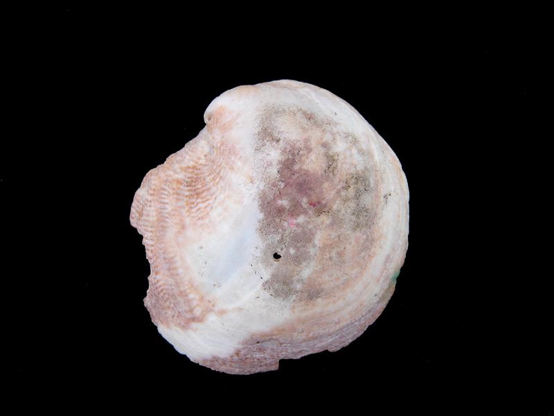 Crepidula dilatata