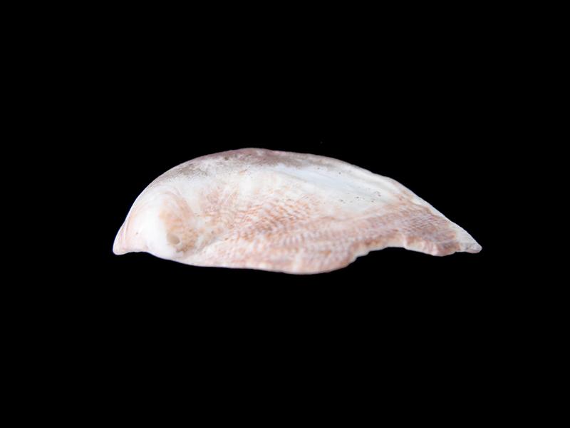 Crepidula dilatata (vista lateral)