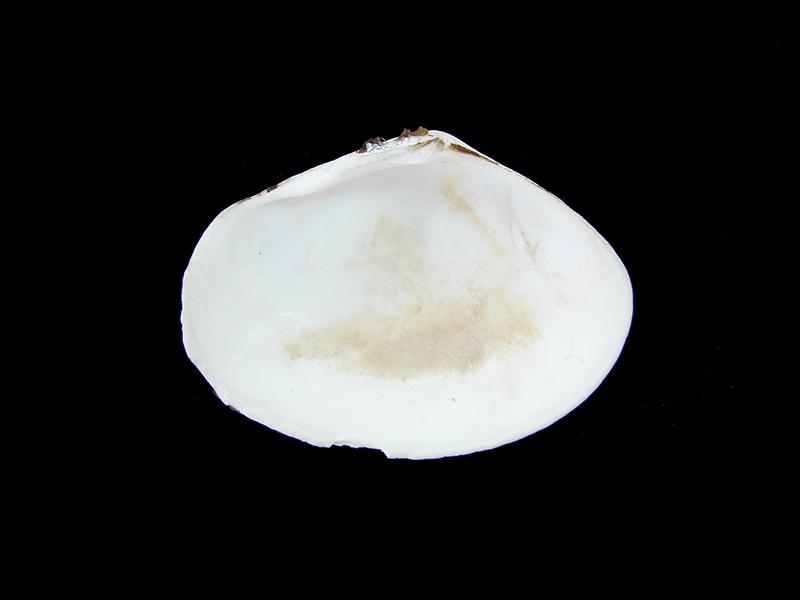 Gari solida (vista posterior)