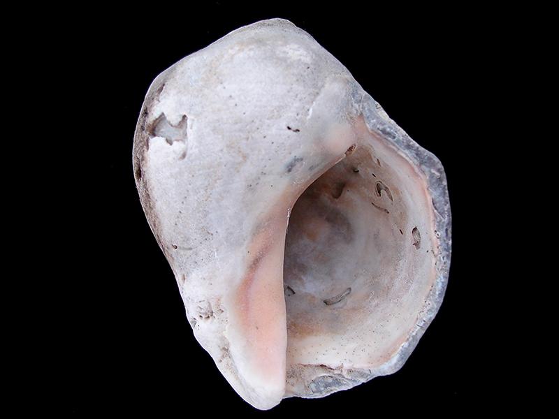 Thais chocolate (otra vista)