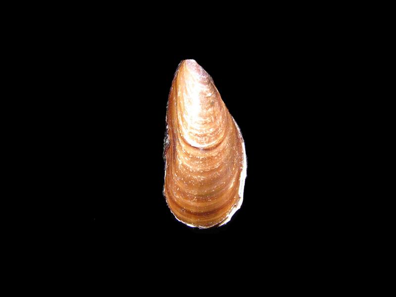 Semimytilus algosus