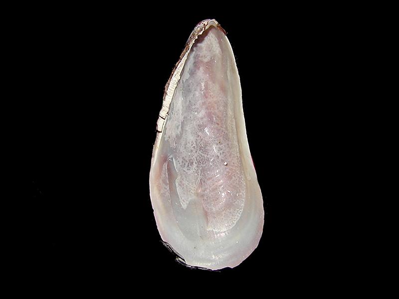 Semimytilus algosus (vista posterior)