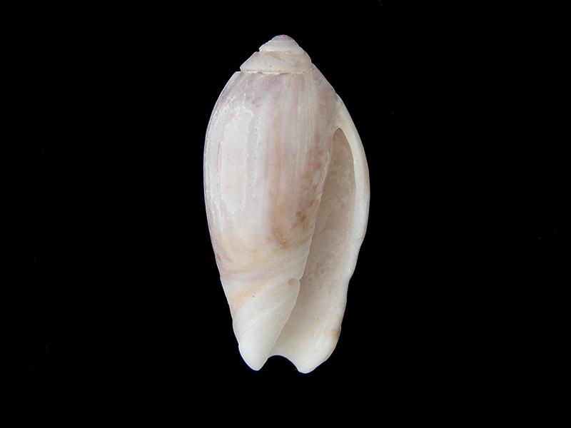 Oliva peruviana (vista posterior)