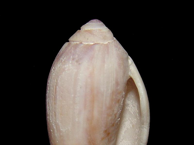Oliva peruviana (detalle)