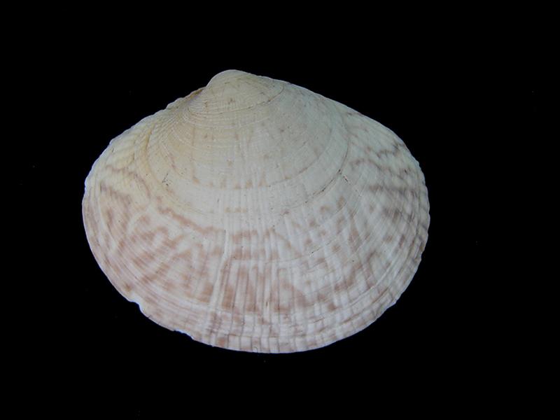 Protothaca thaca (otra vista)