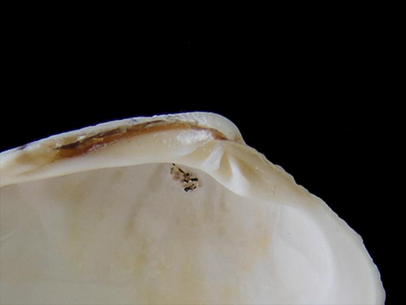 Protothaca thaca (otra vista)