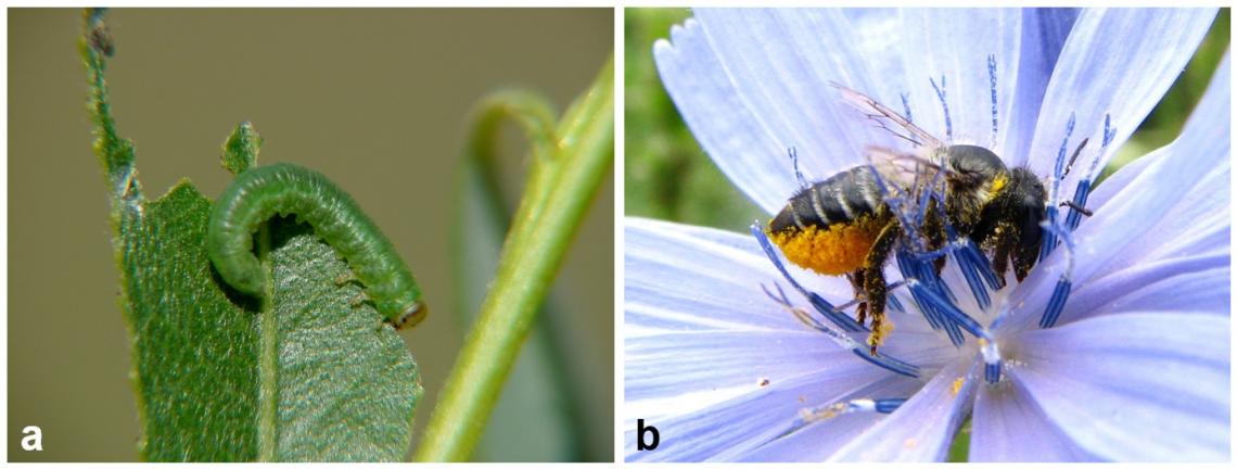 Figura 1. De todas las interacciones conocidas entre insectos y plantas, la herbivoría y la polinización son las más conocidas. a) avispa sierra del sauce (Tenthredinidae), b) abeja cortadora de hojas (Megachilidae). 