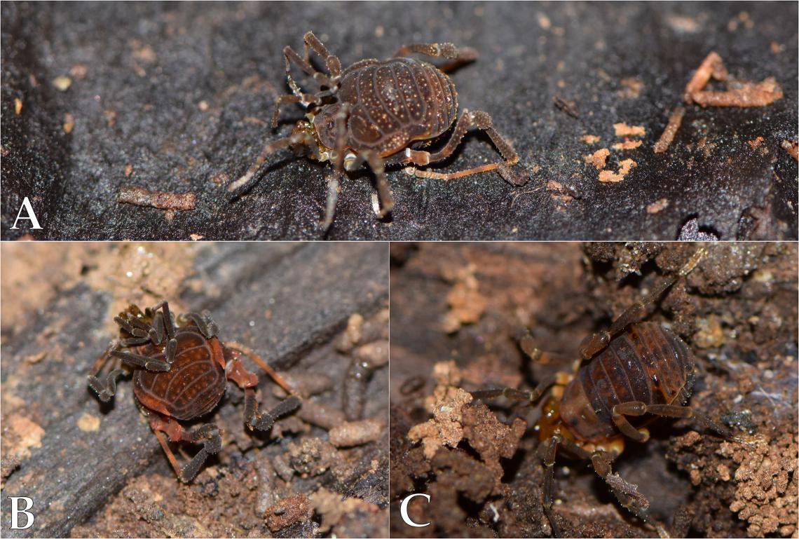 Figura 3: Algunos de los Opiliones encontrados en este estudio. A, Pachylinae gen. sp. 1 hembra. B, Pachylinae gen. sp. 1 macho. C, Osornogyndes tumifrons. Opiliones