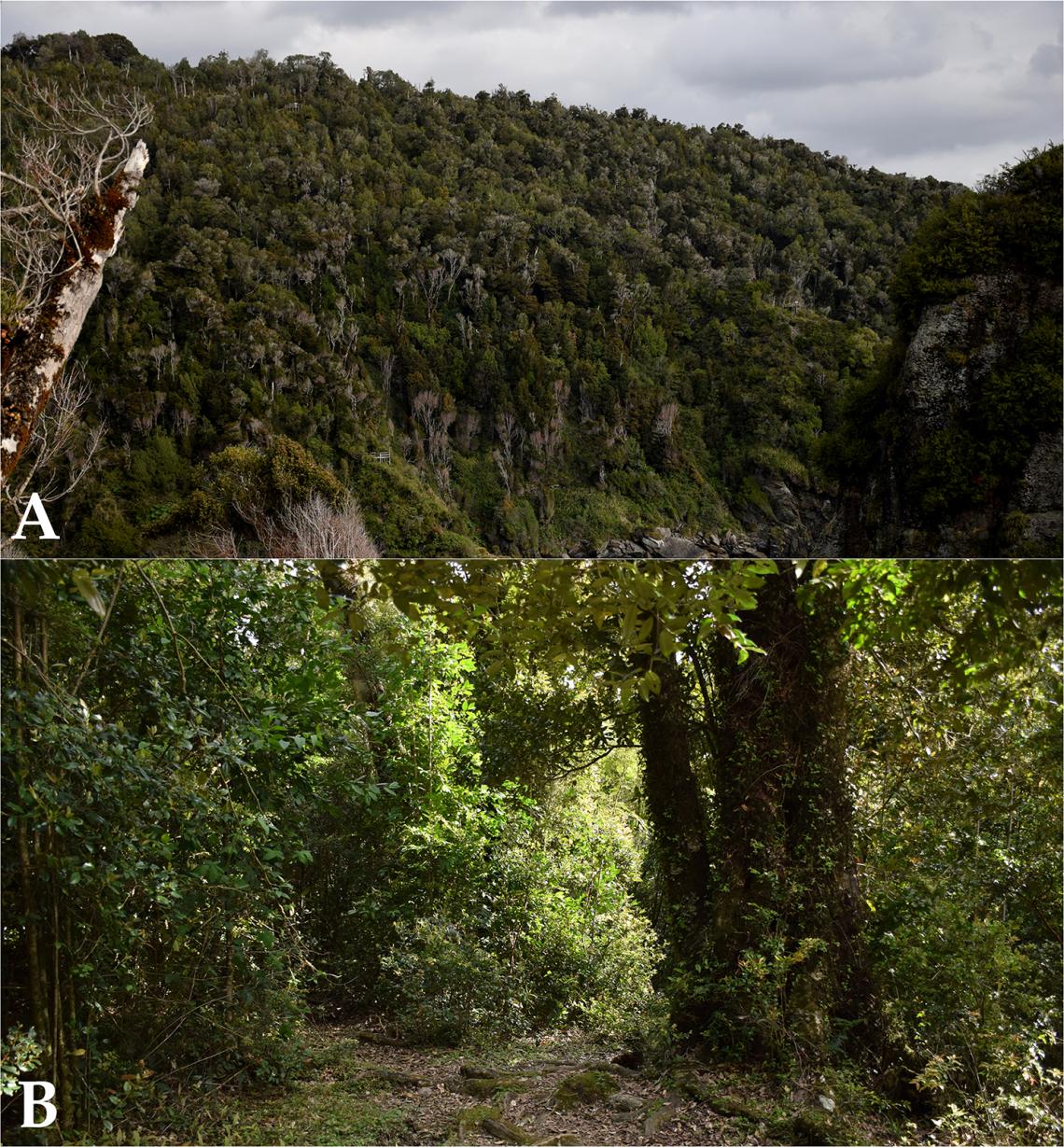 Figura 2: Bosque de olivillo costero ubicado al sur de Manquemapu, área de estudio del artículo publicado. A, vista general de los cerros boscosos que enfrentan el mar, la zona que recorre el sendero el Galpón. B, aspecto general del bosque, dentro del sendero. Bosque