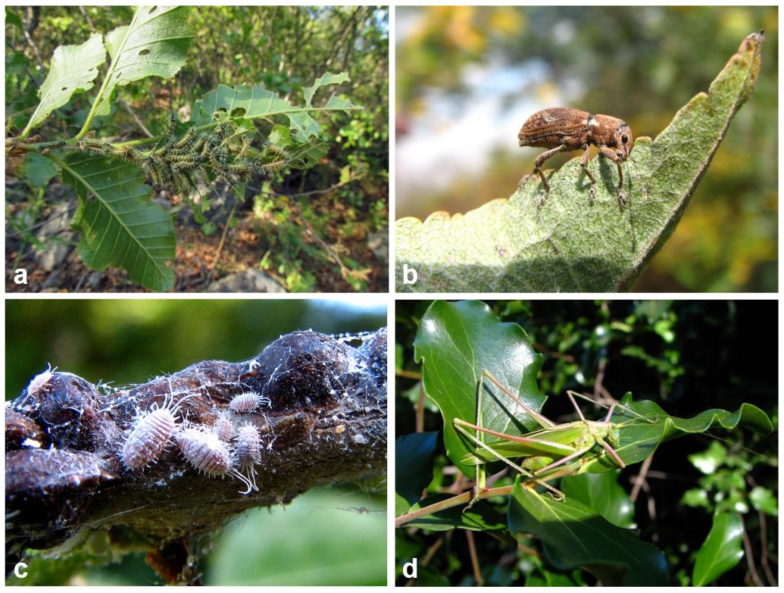 Figura 2. El 99% de los lepidópteros (a), el 35% de los coleópteros (b), el 90% de los hemípteros (c) y el 90% de los ortópteros (d) son herbívoros.