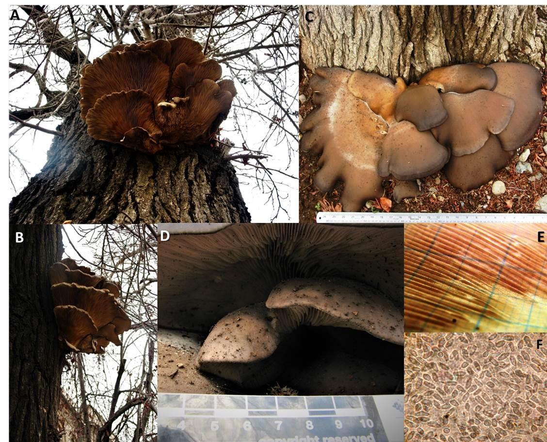 Fotografía 1. Ejemplares de Pleurotus ostreatus (Jacq.) P.Kumm., u hongo ostra desarrollándose en árbol de Liquidámbar en el estacionamiento vehicular del Museo. 1A y 1B Vista general de los ejemplares a 2 mts de altura. 1C Ejemplares en base del árbol y vista de su superficie. 1D Detalle de los ejemplares de su superficie y lamelas en parte inferior. 1E Esporada obtenida en laboratorio. Se observan líneas de esporas de color lila. 1F Esporas al microscopio óptico (8-11x 5-6 µm o micras de tamaño).