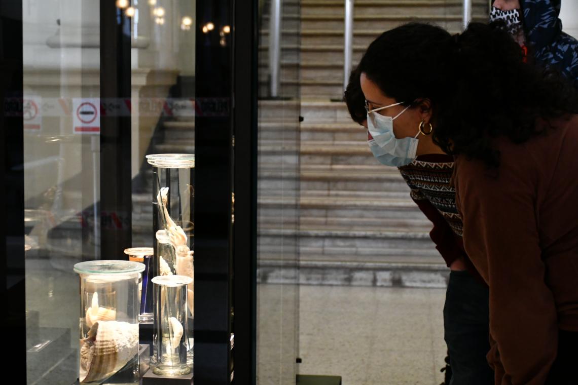 Apreciando la exposición «Los moluscos y la humanidad», inaugurada en el marco del Aniversario del MNHN.