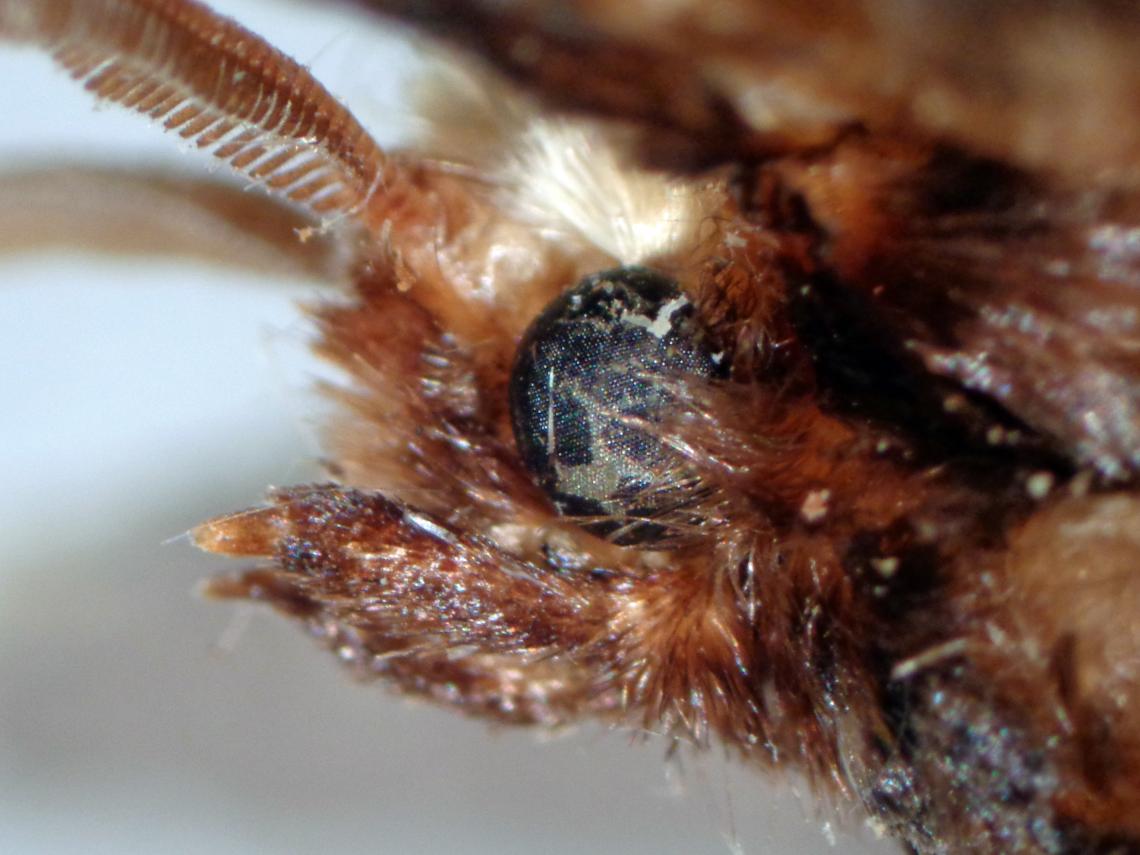 Figura 2. Andesiana lamellata. Detalle de la cabeza. Figura 2. Andesiana lamellata. Detalle de la cabeza.