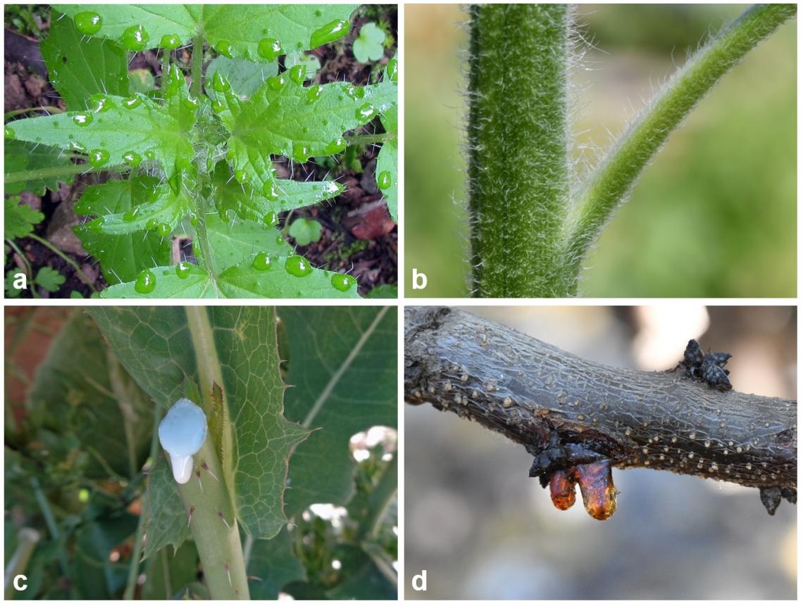 Figura 3. Las plantas han desarrollado estrategias de defensa tanto físicas, como químicas para impedir o reducir el ataque de herbívoros; a) espinas en hojas de Loasa sp., b) tricomas en tallo de girasol, c) látex en tallo de lechuga silvestre, d) resina en rama de damasco. Figura 3. Las plantas han desarrollado estrategias de defensa tanto físicas, como químicas para impedir o reducir el ataque de herbívoros; a) espinas en hojas de Loasa sp., b) tricomas en tallo de girasol, c) látex en tallo de lechuga silvestre, d) resina en rama de damasco.