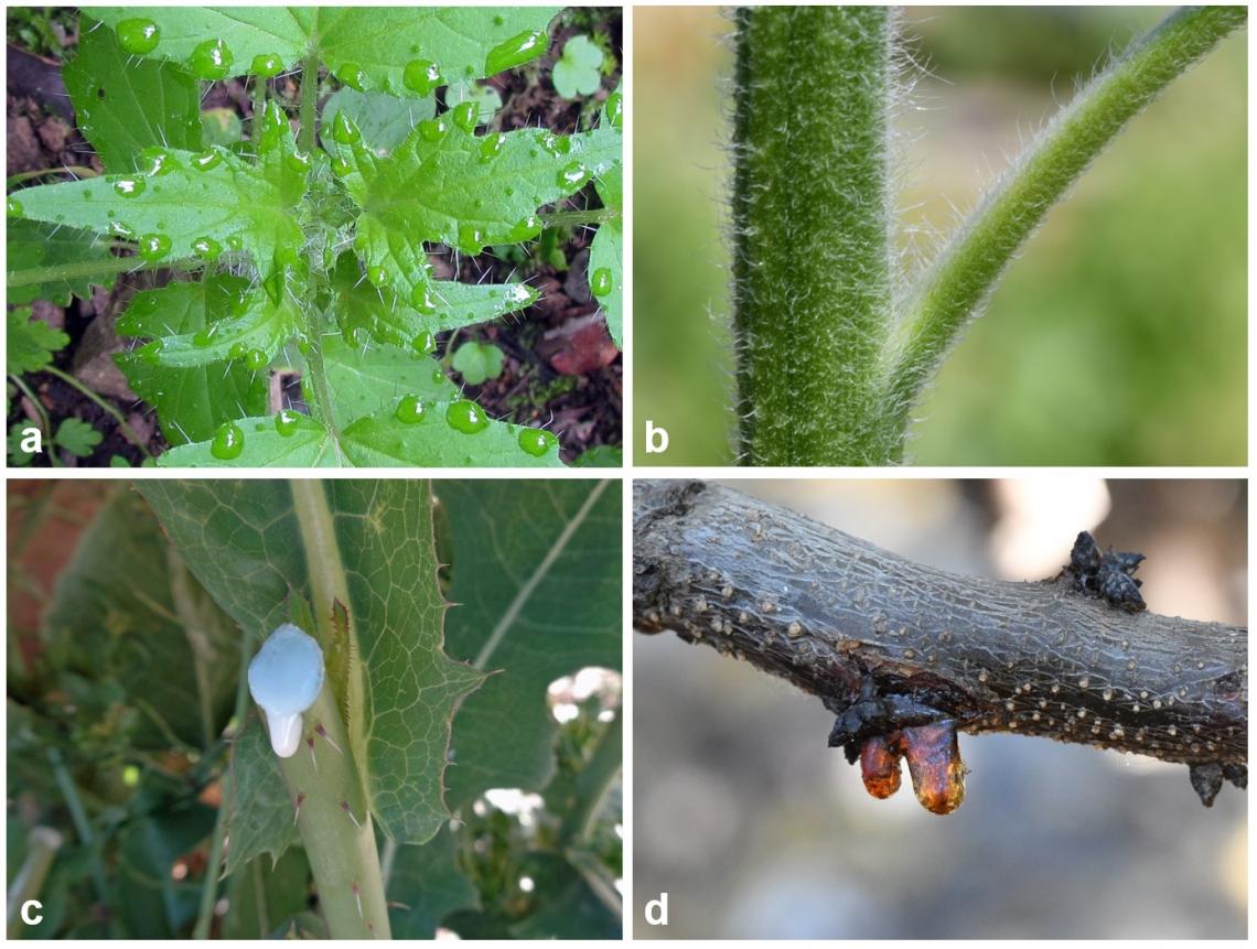 Figura 3. Las plantas han desarrollado estrategias de defensa tanto físicas, como químicas para impedir o reducir el ataque de herbívoros; a) espinas en hojas de Loasa sp., b) tricomas en tallo de girasol, c) látex en tallo de lechuga silvestre, d) resina en rama de damasco.