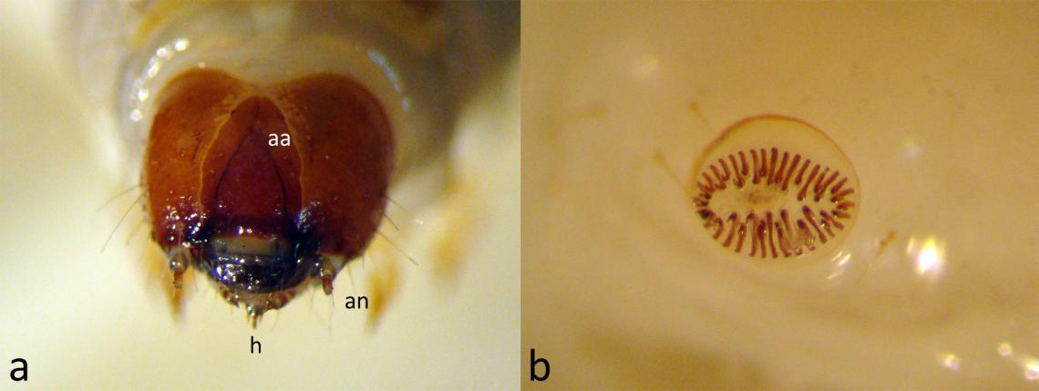 Figura 1. a) Cabeza de lepidóptero, aa = área adfrontal, an = antena, h = hilandera. b) detalle de los crochets de un espuripedio.