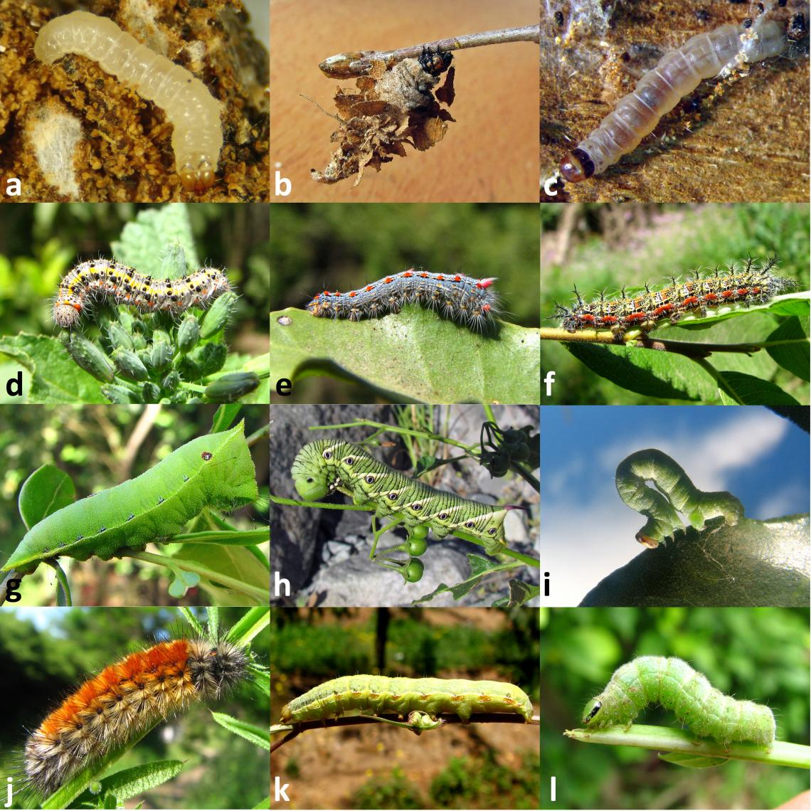 Figura 2. Algunas larvas de lepidópteros. a) Tineidae Nemapogoninae, b) Psychidae Oiketicinae, c) Oecophoridae, d) Pieridae, e) Lasiocampidae, f) Saturniidae, g) Saturniidae Cercophaninae, h) Sphingidae, i) Geometridae, j) Erebidae Arctiinae, k) Noctuidae, l) Noctuidae Plusiinae.