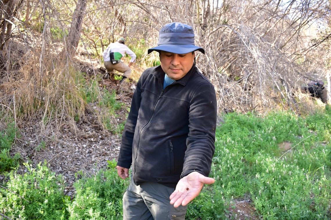 Figura 1: Francisco Urra, investigador del Área de Entomología del MNHN, mostrando un opilión encontrado por él en la Quebrada de Maquehua (Curacaví, Región Metropolitana). El Opilión, que corresponde a una hembra, es el primer registro del género Parabalta para esta zona; sin embargo, hasta ahora no ha sido posible determinar a qué especie pertenece, pues la taxonomía del grupo se basa en características de los machos. Nótese la importante degradación del hábitat producto de la crisis hídrica que afecta al bosque esclerófilo de esta localidad. Figura 1: Francisco Urra, investigador del Área de Entomología del MNHN, mostrando un opilión encontrado por él en la Quebrada de Maquehua (Curacaví, Región Metropolitana). El Opilión, que corresponde a una hembra, es el primer registro del género Parabalta para esta zona; sin embargo, hasta ahora no ha sido posible determinar a qué especie pertenece, pues la taxonomía del grupo se basa en características de los machos. Nótese la importante degradación del hábitat producto de la crisis hídrica que afecta al