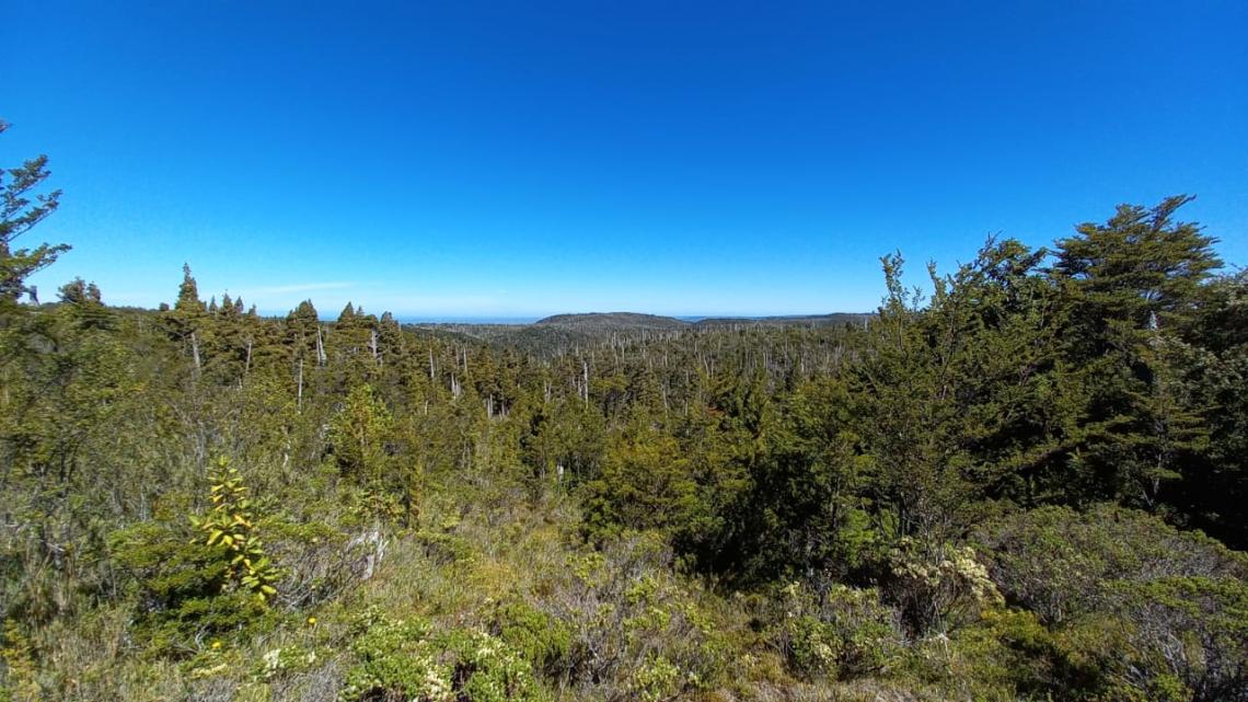 Cordillera del Sarao, ambiente con presencia de alerce, coigüe de Magallanes, coigüe de Chiloé y ciprés de las Guaitecas, entre otros vegetales; lugar de recolecta de Idiostolus insularis (Foto: Andrés Fierro). Cordillera del Sarao, ambiente con presencia de alerce, coigüe de Magallanes, coigüe de Chiloé y ciprés de las Guaitecas, entre otros vegetales; lugar de recolecta de Idiostolus insularis (Foto: Andrés Fierro).