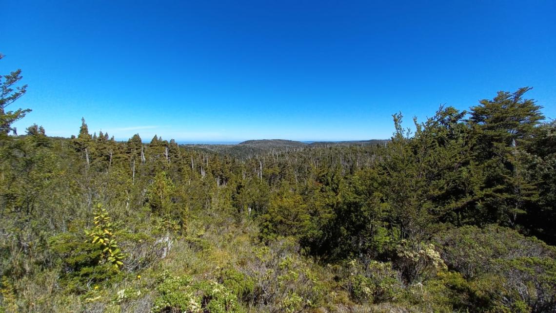 Cordillera del Sarao, ambiente con presencia de alerce, coigüe de Magallanes, coigüe de Chiloé y ciprés de las Guaitecas, entre otros vegetales; lugar de recolecta de Idiostolus insularis (Foto: Andrés Fierro).