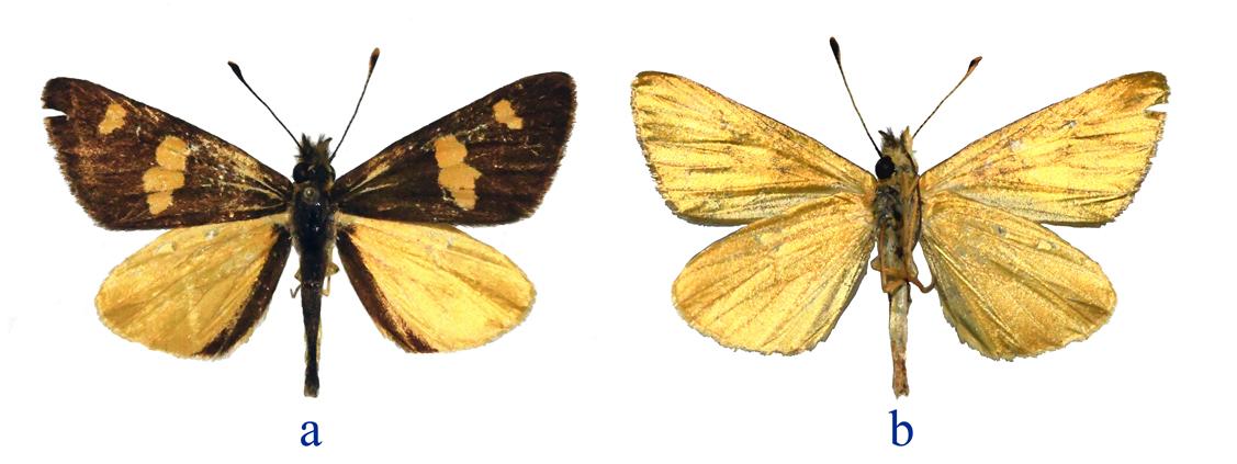 Figura 1. Argopteron puelmae. a) Vista dorsal, b) vista ventral.