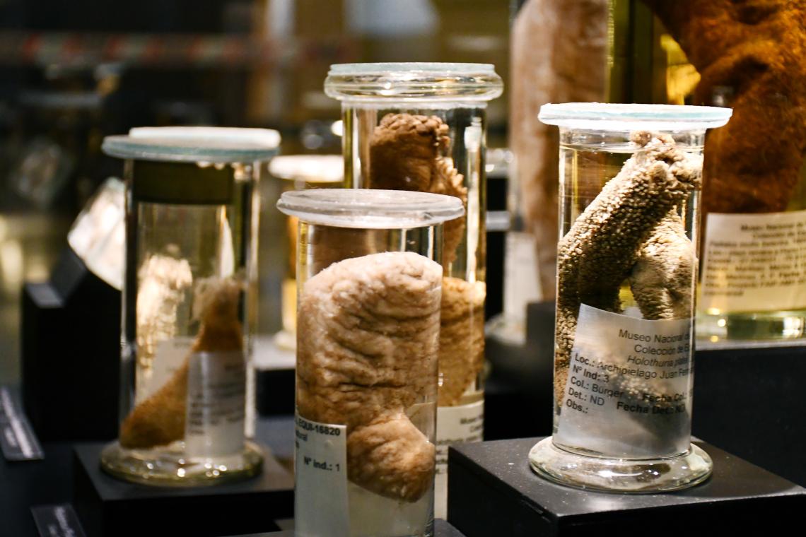 Holoturias en exposición en la muestra «¿Pepinos de mar?, sí, pepinos de mar»