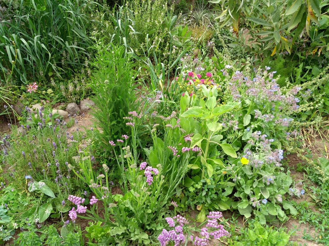 Figura 1. Pequeño jardín de plantas herbáceas para atraer insectos antófilos.