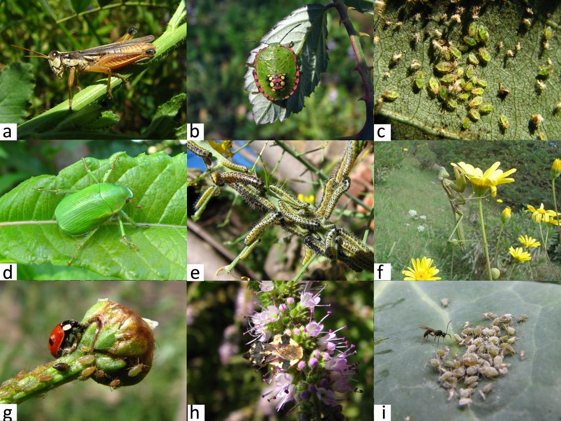 Figura 2. Algunos insectos que viven en el follaje. Herbívoros: saltamontes (a), ninfa de chinche (b), pulgones (c), pololo verde (d), larvas de mariposa (e); depredadores: mántido (f), chinita (g), chinche depredadora (h); parasitoides: microavispa bracónida (i).