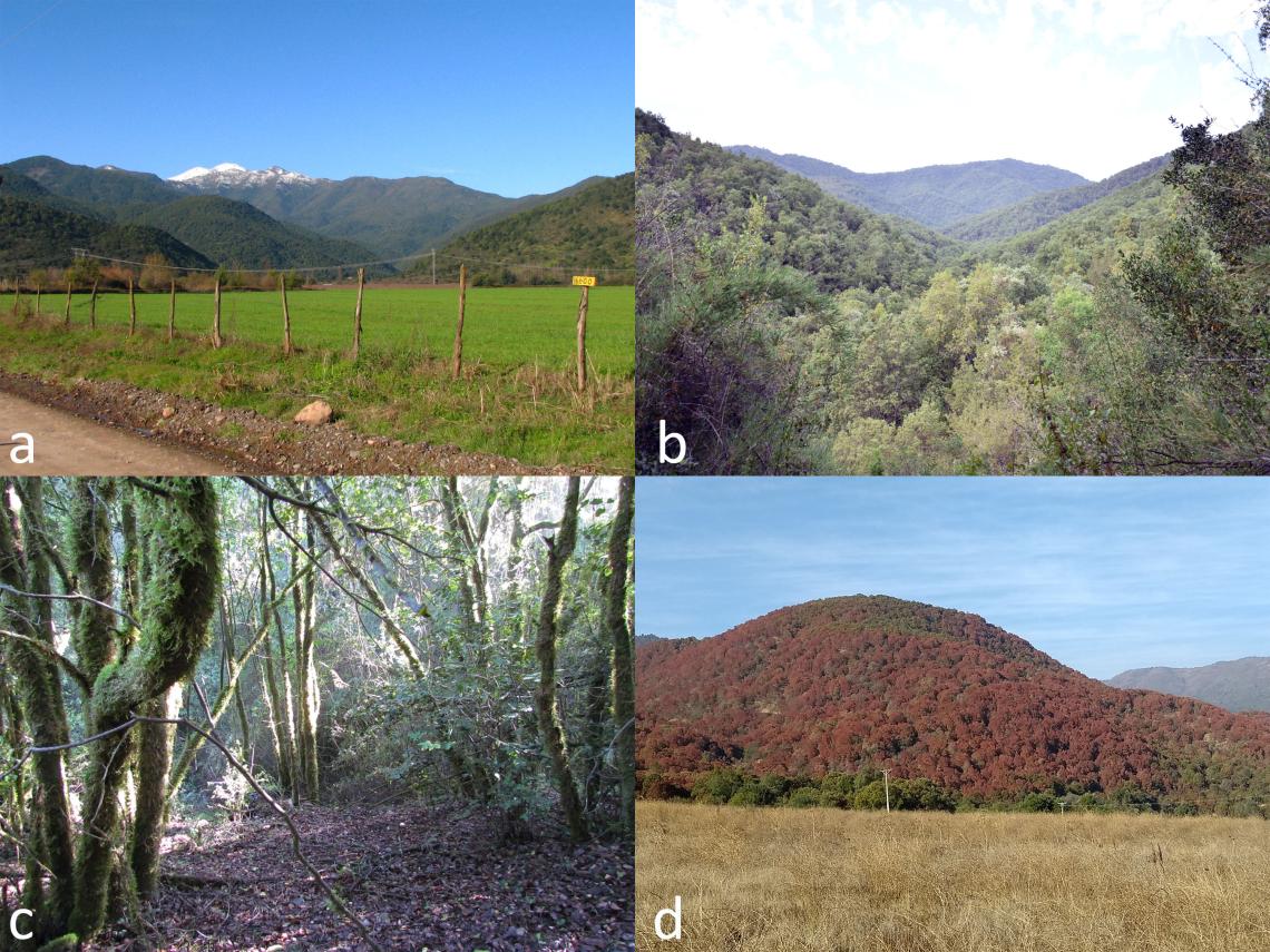 Figura 2. Quebrada El sauce, Chimbarongo. Vista desde ruta I-85-J (a), bosque esclerófilo (b), bajo el dosel del bosque (c), loma con peumos y boldos secos en 2021 (d). 