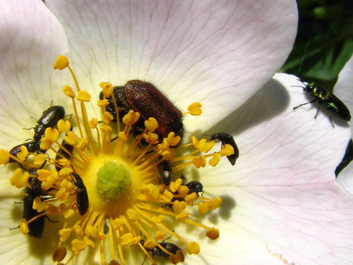 Figura 3. Pequeños escarabajos alimentándose de polen en flor de rosa. 