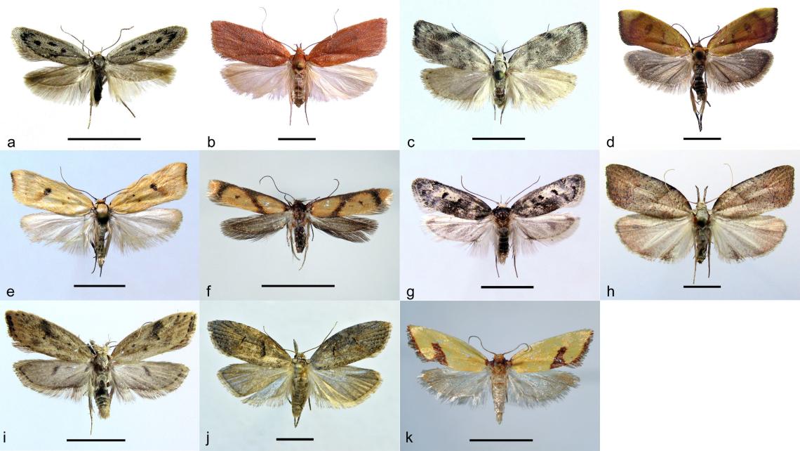 Figura 3. Especies de lepidópteros descritas del área de estudio. Oecophoridae: Aidabella quadrimacula (a), Alynda gnathusgrandis (b), Corita attenboroughi (c), Dita palmai (d), Dita morani (e), Gildita luteonigra (f), Glorita colchahuensis (g); Depressariidae: Betsabella rosacea (h); Autostichidae: Eraina stilifera (i); Copromorphidae: Garzina pleurolopha (j); Tortricidae: Parvulia luteocastanea (k) (escala = 5 mm). 