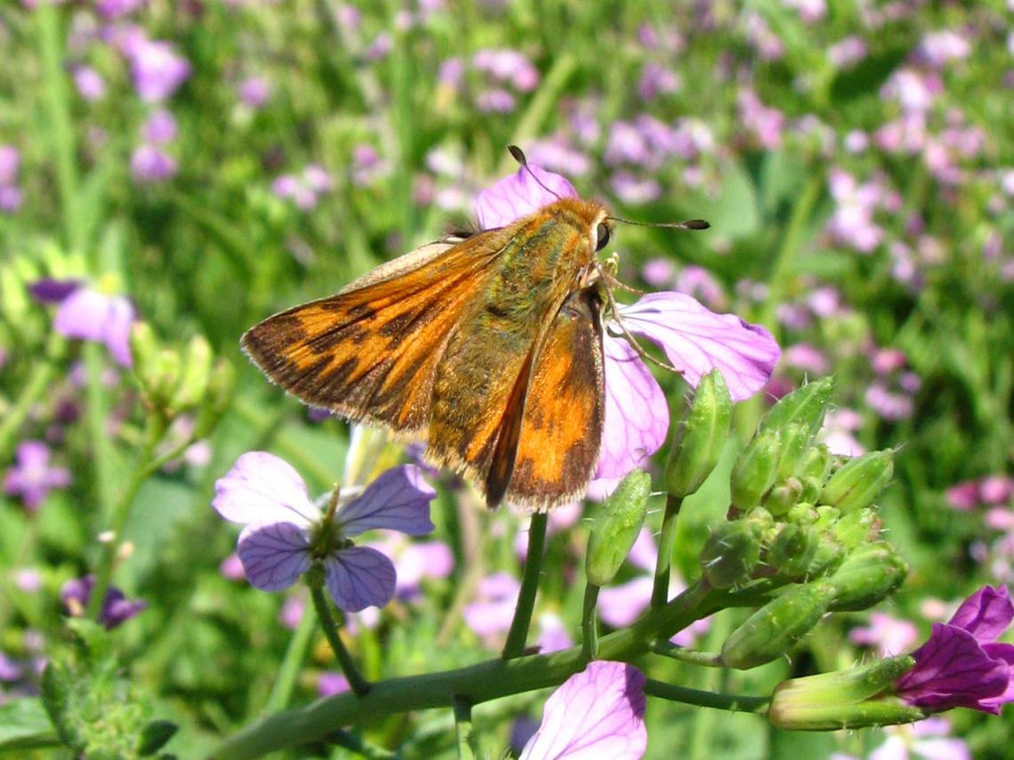 Figura 4. Mariposa hespérida (Hylephila fasciolata) alimentándose de néctar en flor de rábano.