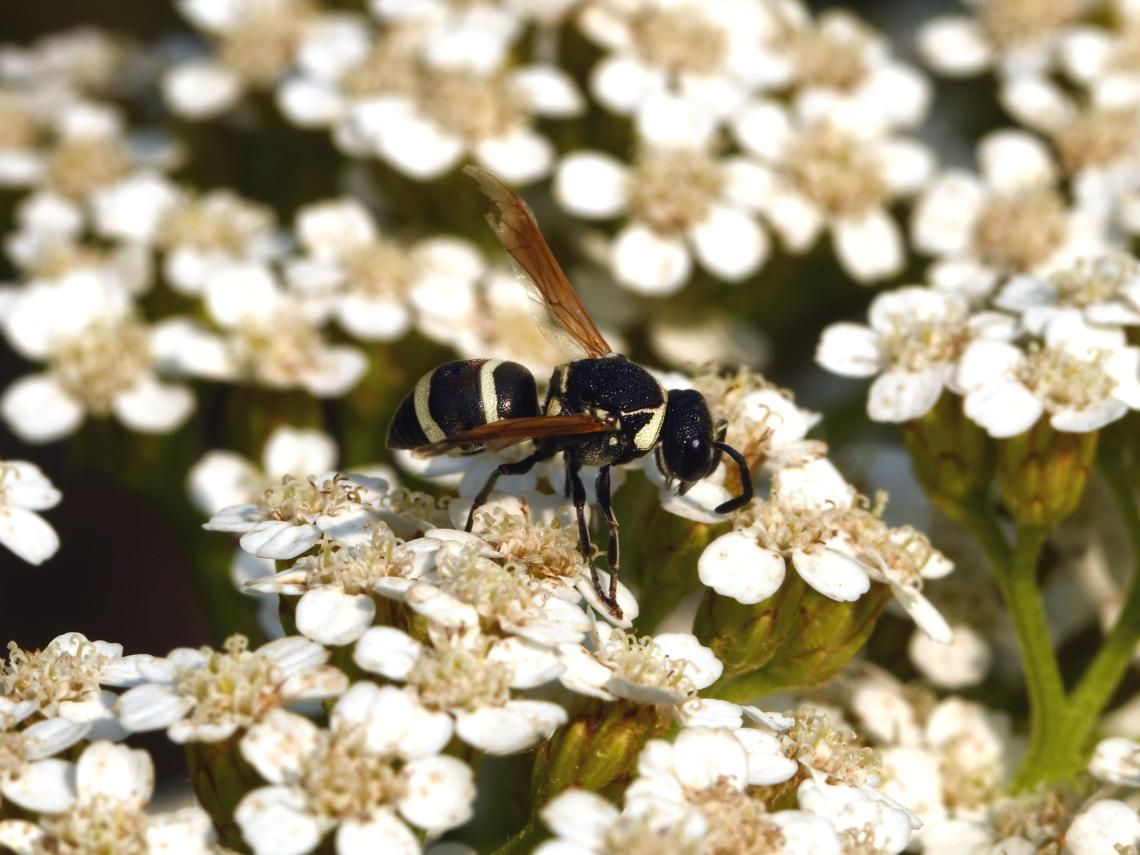 Figura 5. Avispa alfarera (Pachodynerus gayi) en flor de milenrama.