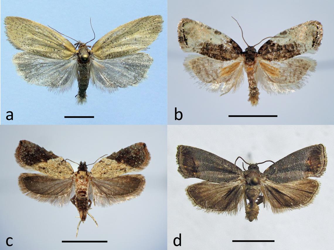Figura 5. Algunas especies de Tortricidae presentes en la zona de estudio. Proeulia leonina (a), Ptychocroca galenia (b), Lypothora walsinghamii (c) y Cydia pomonella, una especie introducida (d).