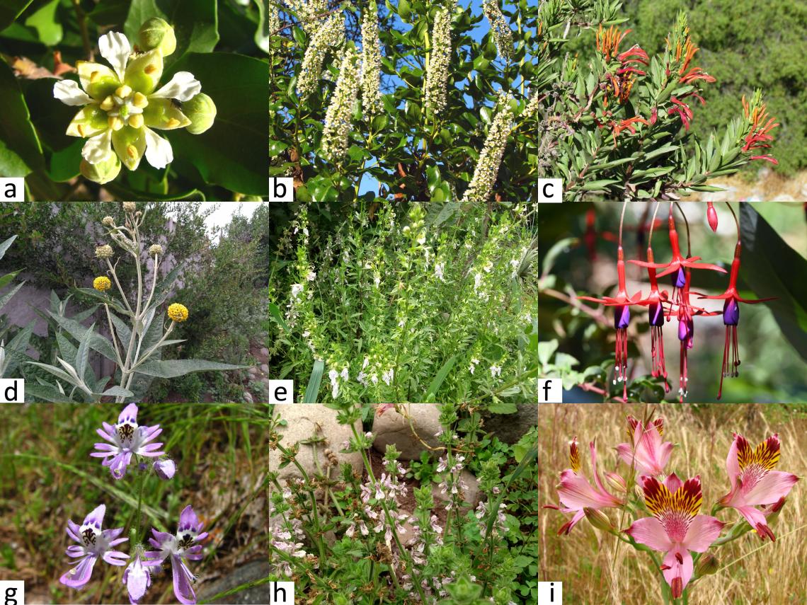 Figura 6. Algunas plantas nativas atractivas para insectos. Quillay (a), corontillo (b), tupa (c), matico (d), oreganillo (e), chilco (f), mariposita (g), toronjilcillo (h), alstromeria (i).