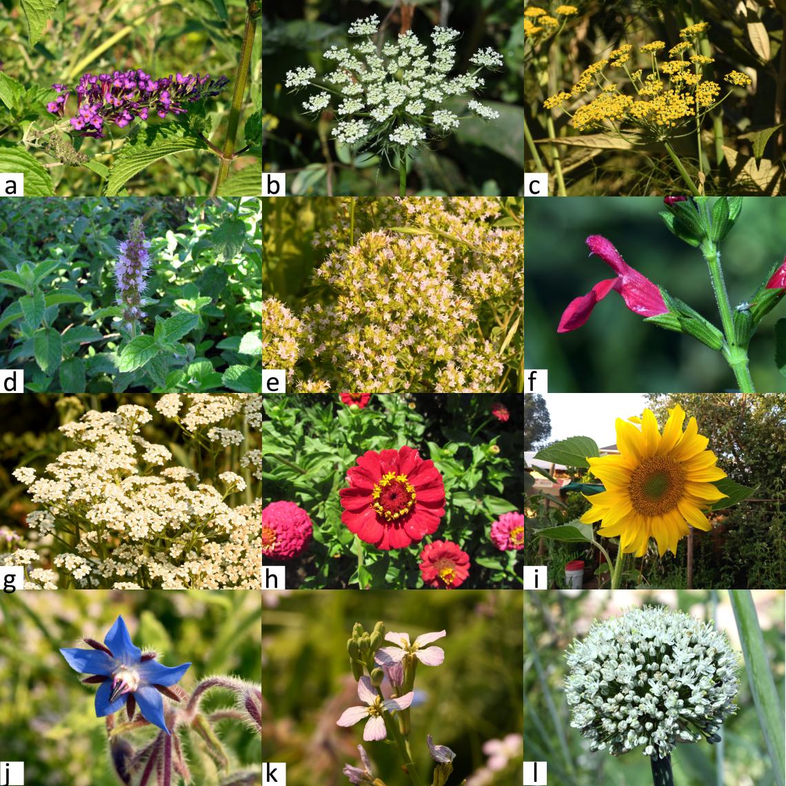 Figura 7. Algunas plantas exóticas atractivas para insectos. Árbol de las mariposas (a), zanahoria (b), hinojo (c), menta (d), orégano (e), salvia (f), milenrama (g), zinnia (h), girasol (i), borraja (j), rábano (k), cebolla (l). 
