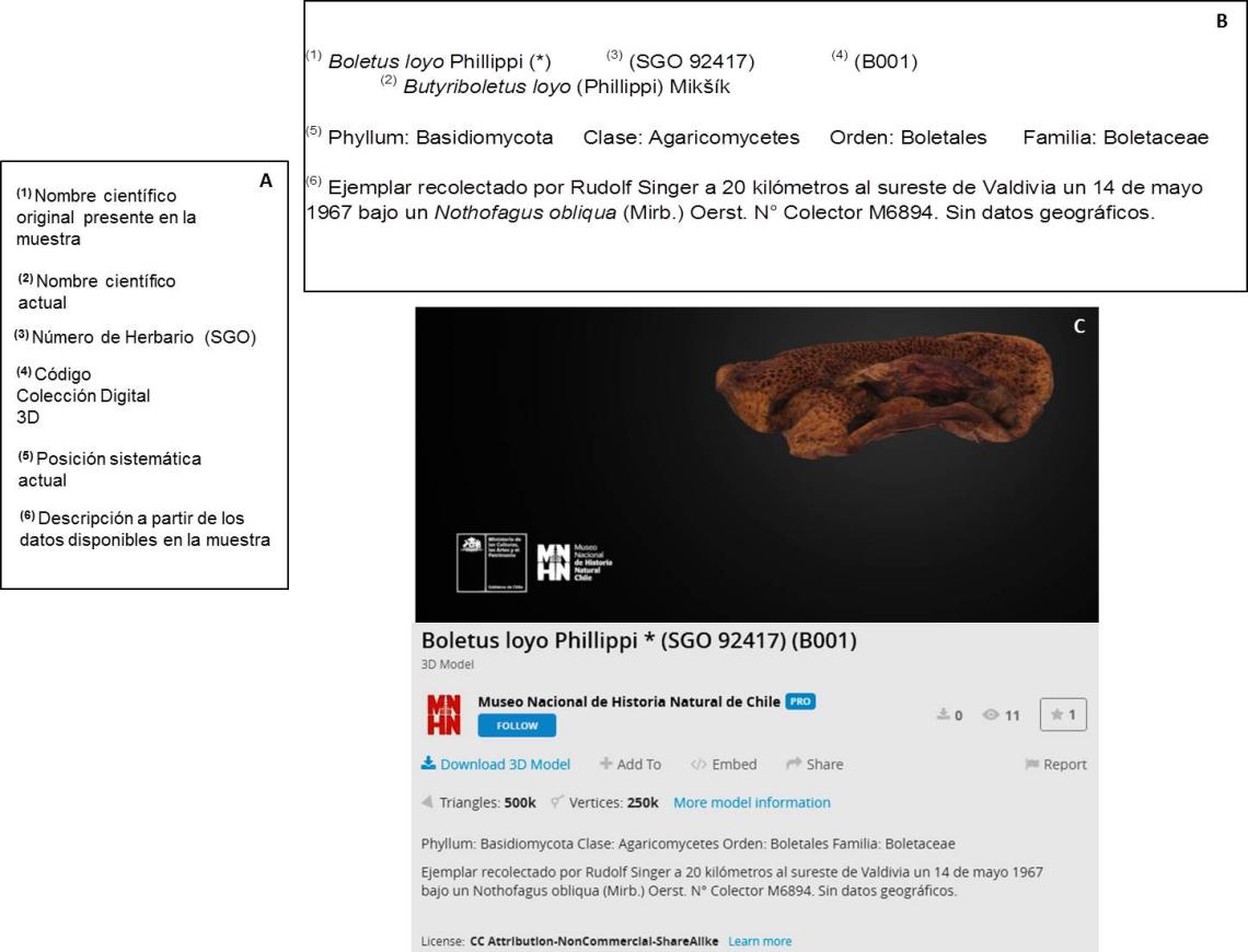 Figura 1.- Información asociada a los modelos digitales 3D de la Colección de Hongos Chilenos del Herbario SGO, MNHN, Chile (Recuadro A y  B).  Se presenta  Boletus loyo Philippi, primer modelo 3D de la colección (Imagen C).