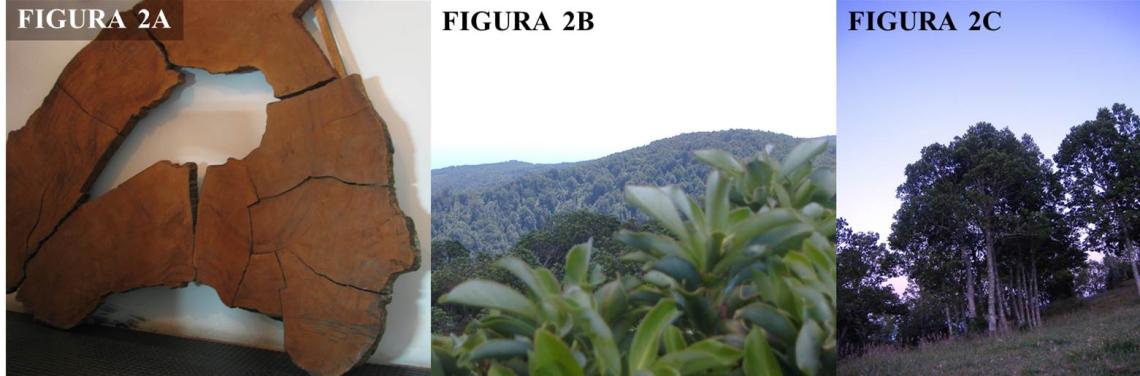 Figura 2.- Especies de árboles escogidas para el Proyecto Árbol-Ciclo-Circo. 2A. Alerce, Fitzroya cupressoides (Molina) I.M. Johnst. Se muestra rodela de alerce centenario de la Colección de Maderas del Herbario SGO-MNHN. 2B. Canelo Drimys winteri J.R. Forst. & G. Forst. var. Winteri. Vista de sus hojas desde la parte superior del dosel del bosque (Parque Oncol, Valdivia) 2C. Olivillo Aextoxicon punctatum Ruiz & Pav. Vista de su arquitectura; tronco y copa (Parque Oncol, Valdivia). Figura 2.- Especies de árboles escogidas para el Proyecto Árbol-Ciclo-Circo. 2A. Alerce, Fitzroya cupressoides (Molina) I.M. Johnst. Se muestra rodela de alerce centenario de la Colección de Maderas del Herbario SGO-MNHN. 2B. Canelo Drimys winteri J.R. Forst. & G. Forst. var. Winteri. Vista de sus hojas desde la parte superior del dosel del bosque (Parque Oncol, Valdivia) 2C. Olivillo Aextoxicon punctatum Ruiz & Pav. Vista de su arquitectura; tronco y copa (Parque Oncol, Valdivia).