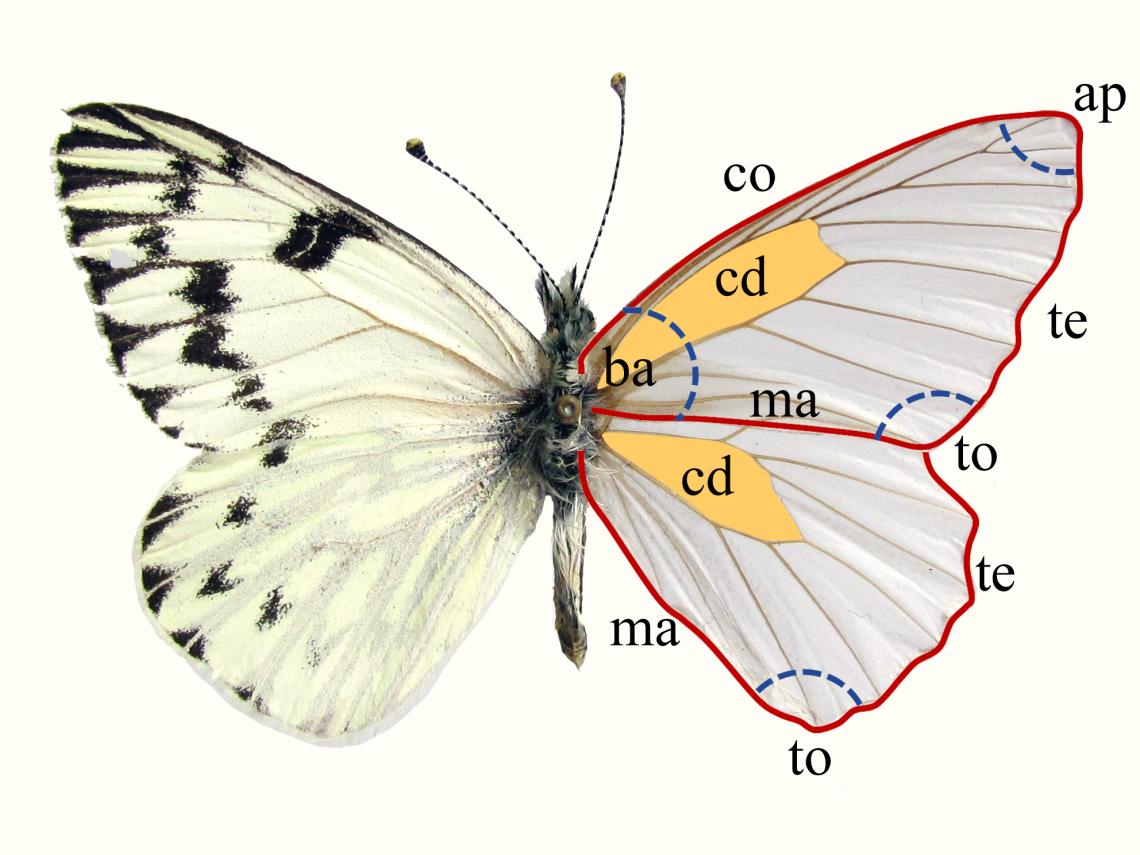 Figura 1. Márgenes y áreas del ala de un lepidóptero. ap = ápice, ba = base, cd = celda discal, co = costa, ma = margen anal, te = termen, to = tornus.