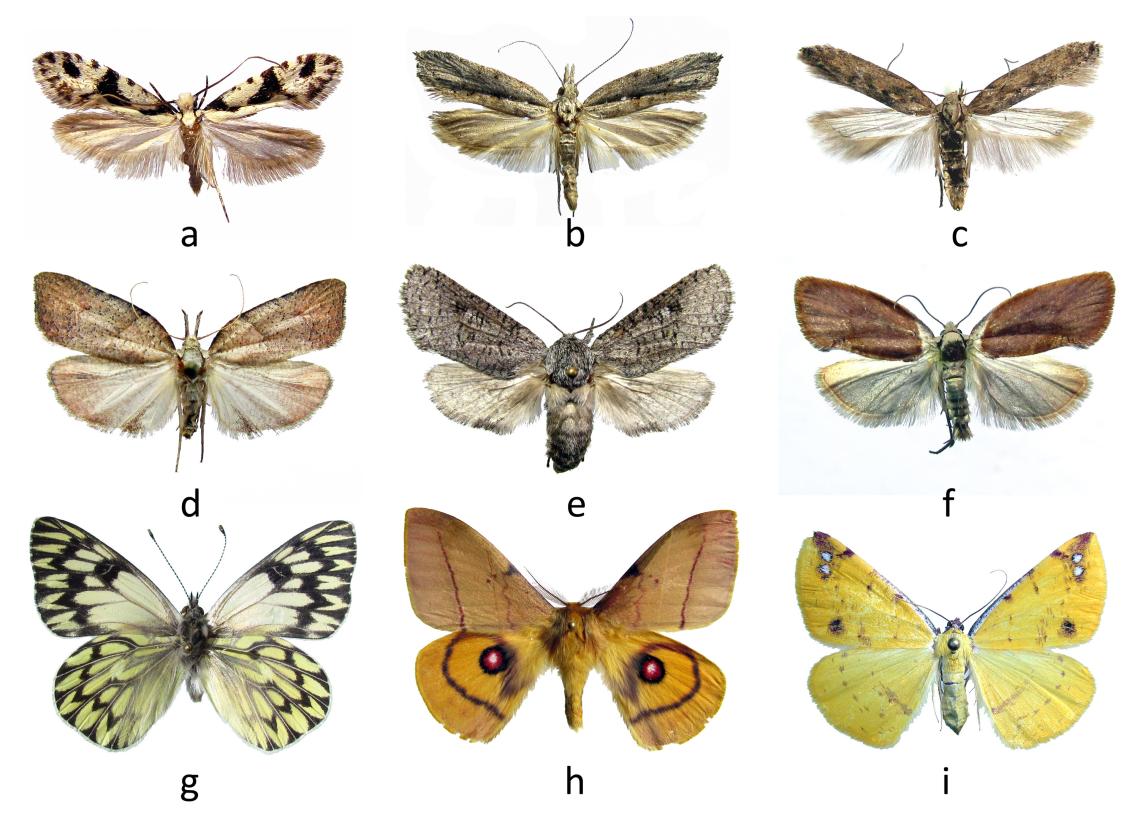 Figura 2. Algunas formas de ala anterior. Oval lanceolada: a) Tineidae, b) Ypsolopha sp. (Ypsolophidae), c) Tuta absoluta (Gelechiidae); subrectangular: d) Betsabella rosacea (Depressariidae), e) Chilecomadia moorei (Cossidae), f) Proeulia chrysopteris (Tortricidae); subtriangular: g) Tatochila theodice (Pieridae), h) Adetomeris erythrops (Saturniidae), i) Neorumia gigantea (Geometridae).