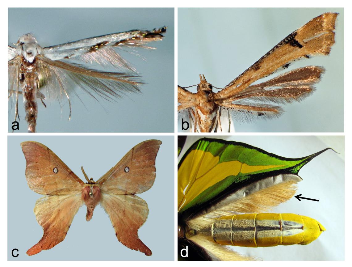 Figura 3. Algunas variaciones y estructuras en las alas. a) Alas angostas con largos flecos (Lyonetiidae), b) alas divididas (Pterophoridae), c) “colas” en alas posteriores del macho de Cercophana venusta (Saturniidae), d) androconia en cara inferior del ala posterior de Ornithoptera paradisea (Papiolionidae). Figura 3. Algunas variaciones y estructuras en las alas. a) Alas angostas con largos flecos (Lyonetiidae), b) alas divididas (Pterophoridae), c) “colas” en alas posteriores del macho de Cercophana venusta (Saturniidae), d) androconia en cara inferior del ala posterior de Ornithoptera paradisea (Papiolionidae).