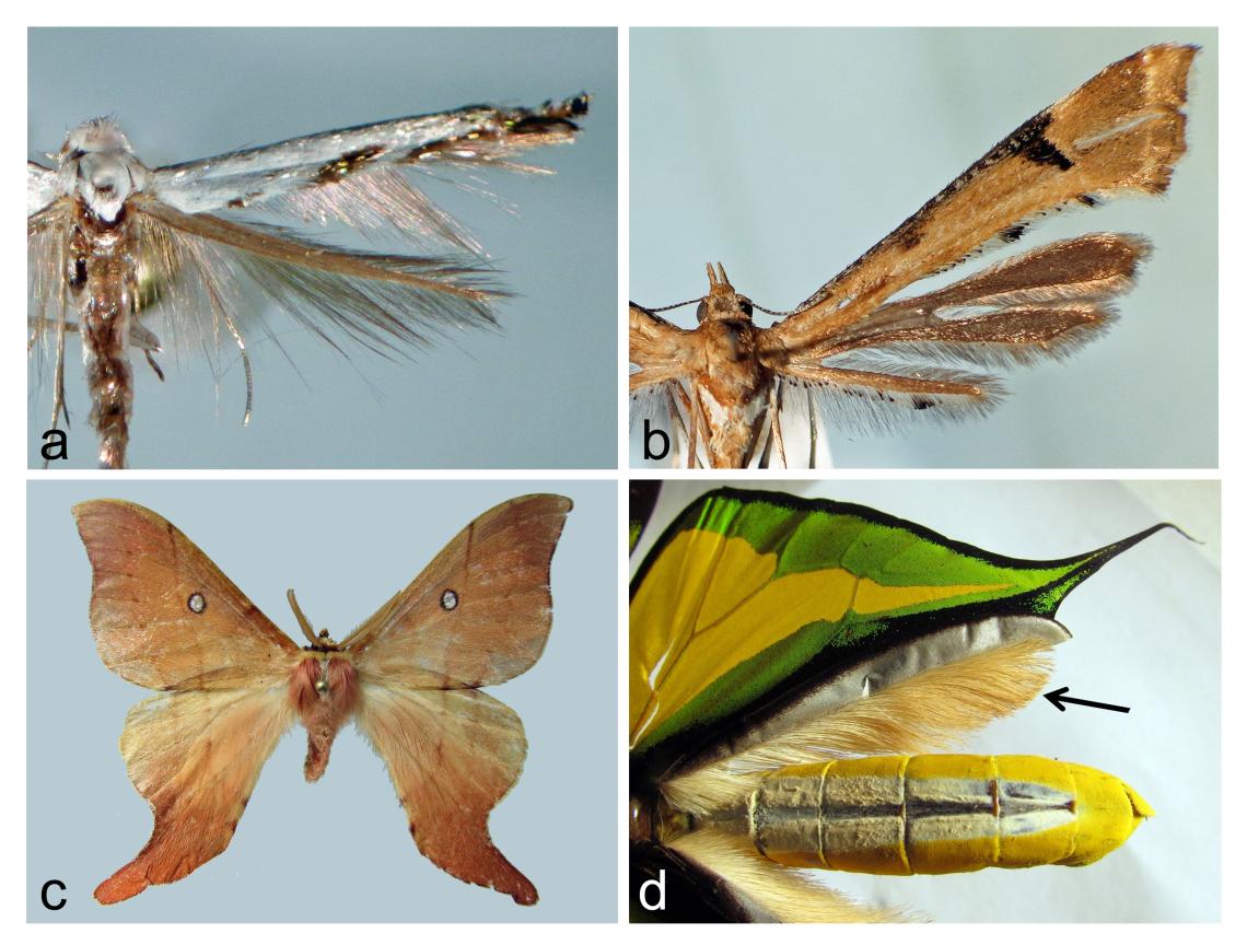 Figura 3. Algunas variaciones y estructuras en las alas. a) Alas angostas con largos flecos (Lyonetiidae), b) alas divididas (Pterophoridae), c) “colas” en alas posteriores del macho de Cercophana venusta (Saturniidae), d) androconia en cara inferior del ala posterior de Ornithoptera paradisea (Papiolionidae).